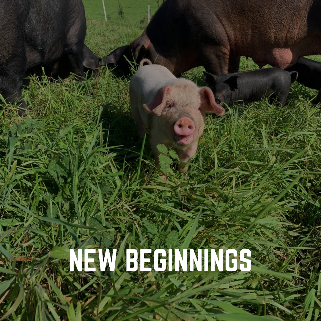 New Beginnings